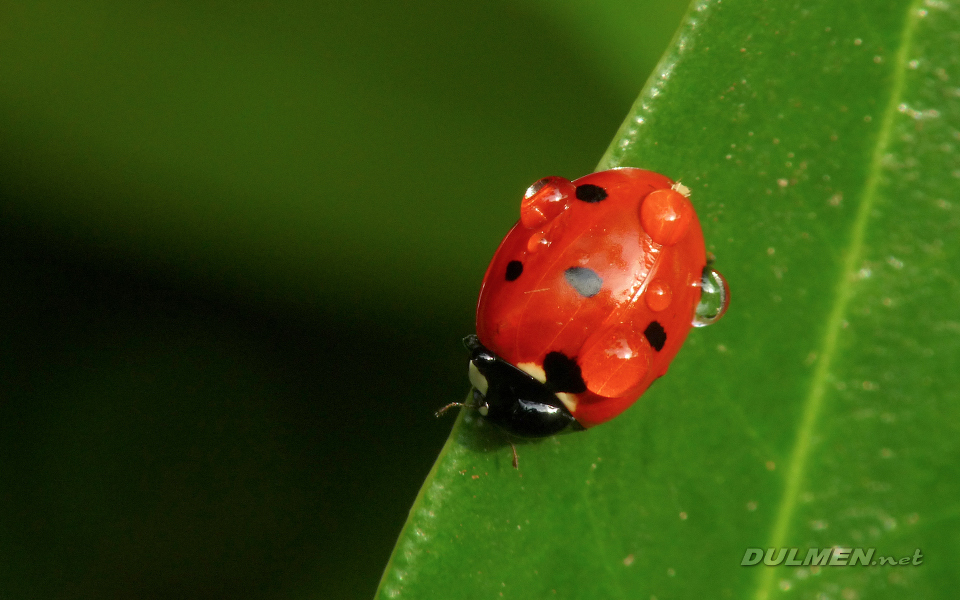 Ladybug (Coccinella septempunctata)